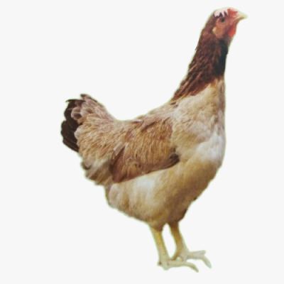 Kỹ Thuật Chăn Nuôi Gà Lạc Thủy Hiệu Quả